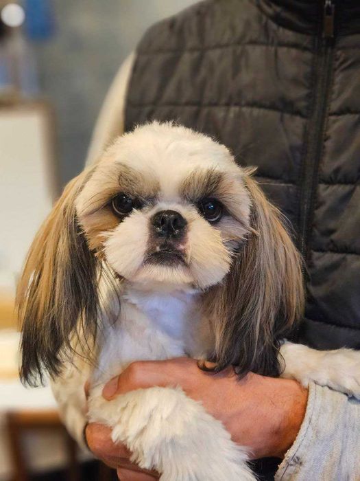 Shih Tzu, femelă, 12 luni, tunsă