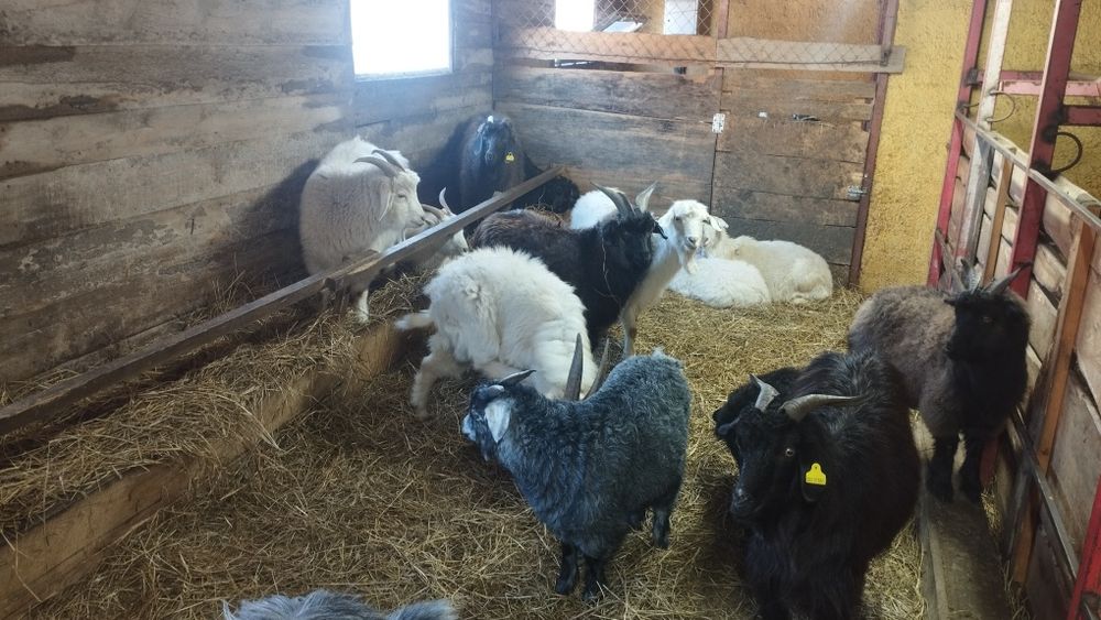 10 ешкі сатылады