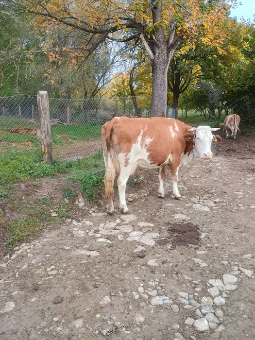 Vând vacă mare pentru abator