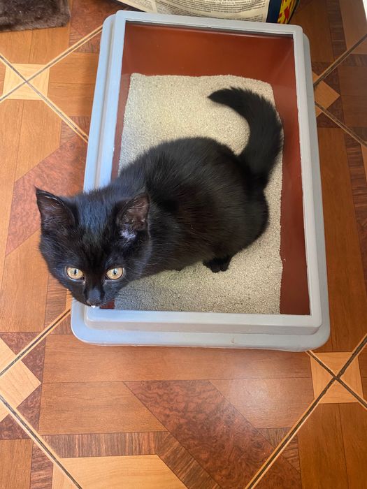 Черно женско коте търси дом, София