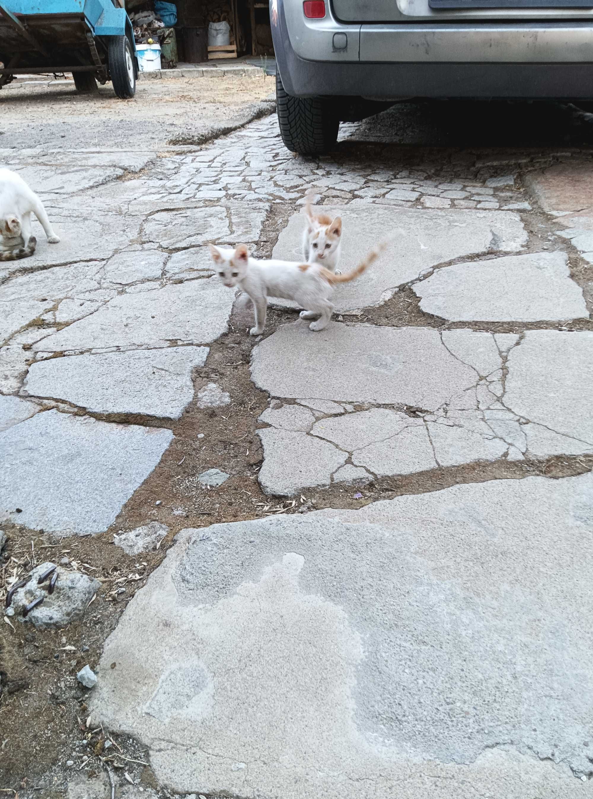 Подарявам котета