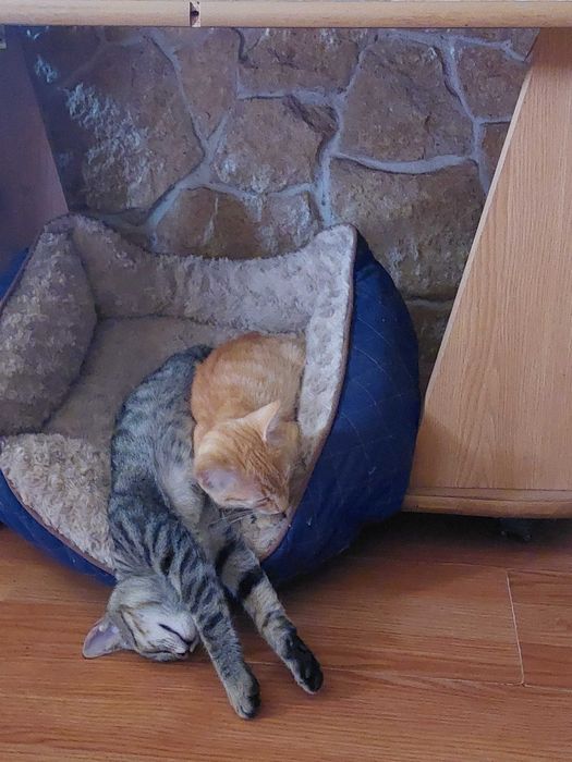 Donez 3 pui de pisica 2.5 luni si 2 motani la 8 luni