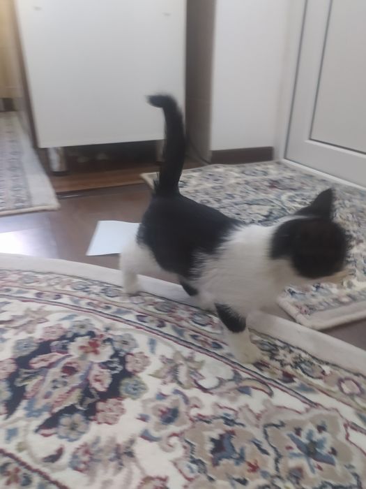 Котята (мушукча)