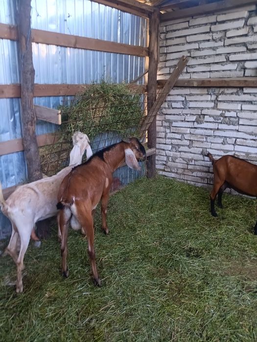 De vanzare capre si Țap