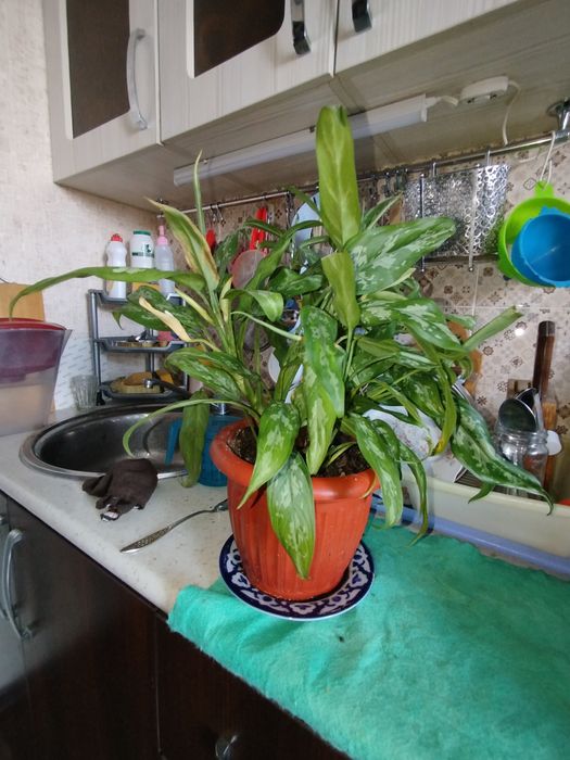 Цветы комнатные,домашние