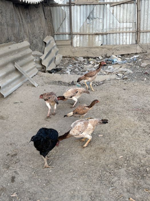 дакан тауыктар сатылады