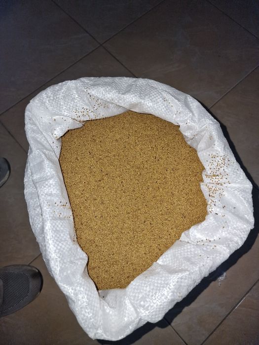 Семе за Люцерна Плевен 6