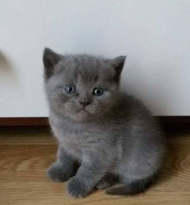 Британский котенок