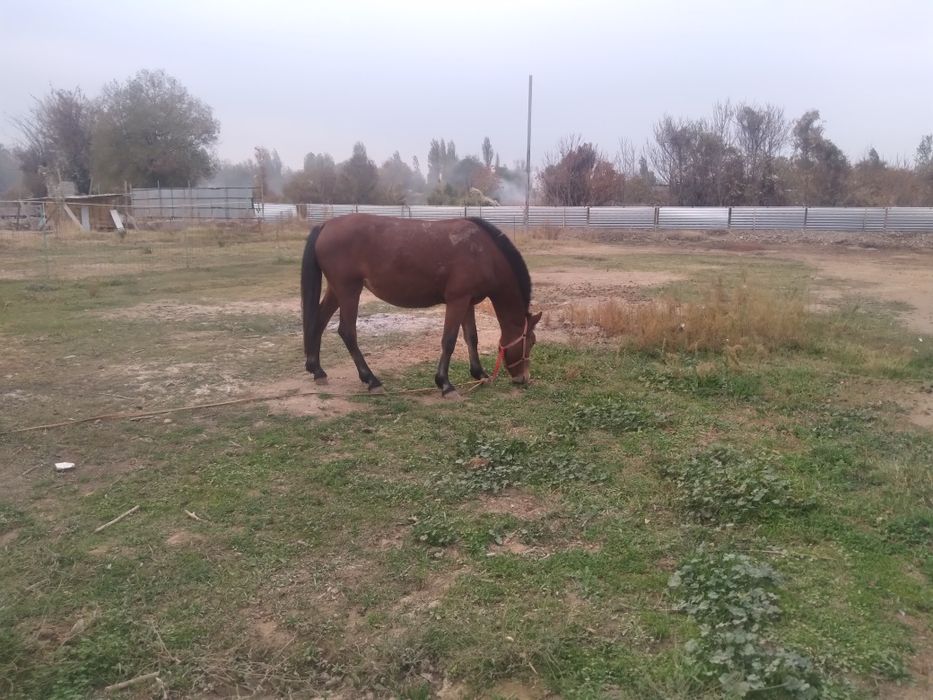 Россия порода бия