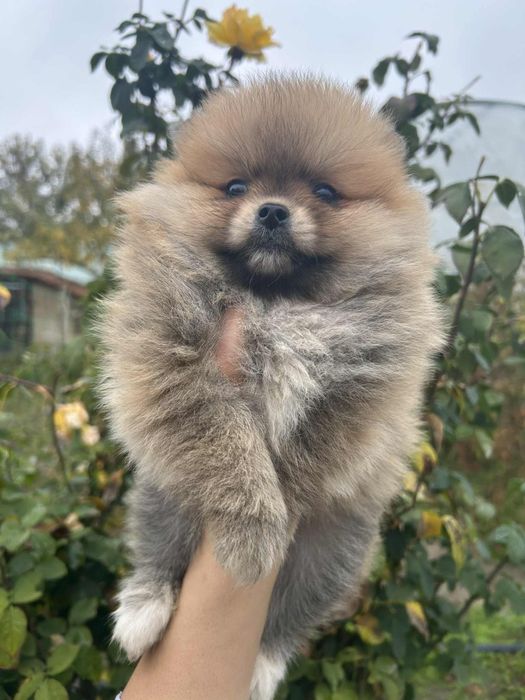 Померан померанчета