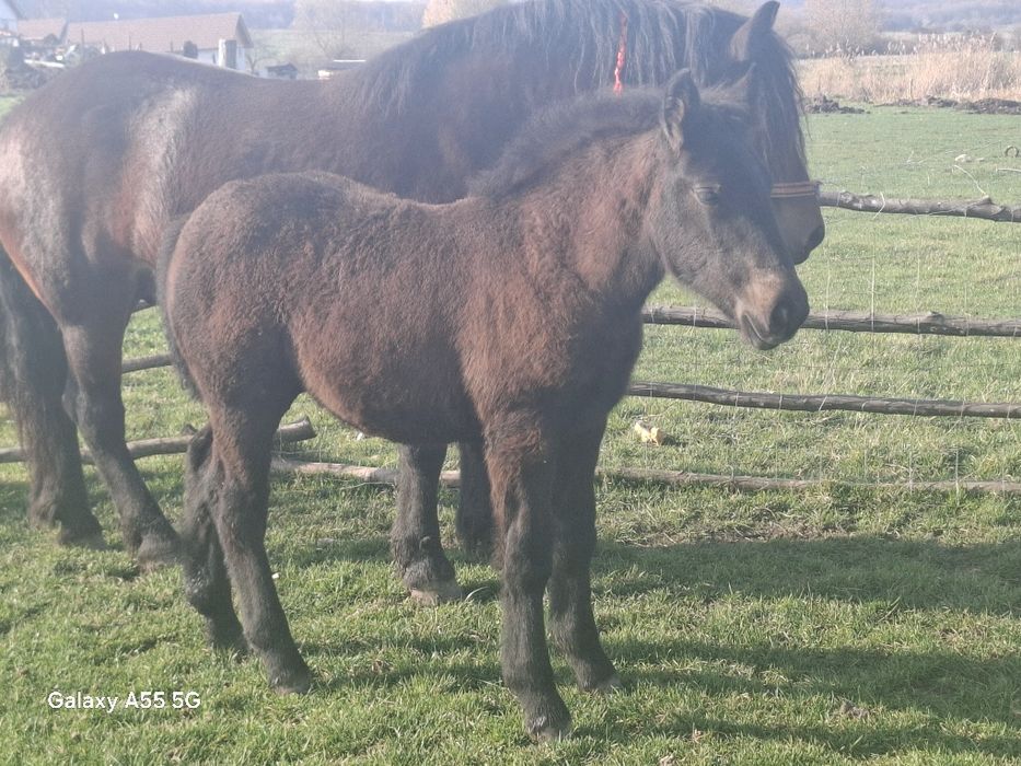 Vând iapa de 5 ani cu mânza de 3 luni