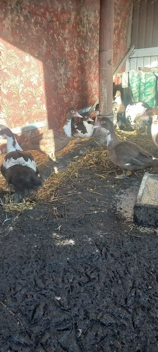 Продам индоуток.