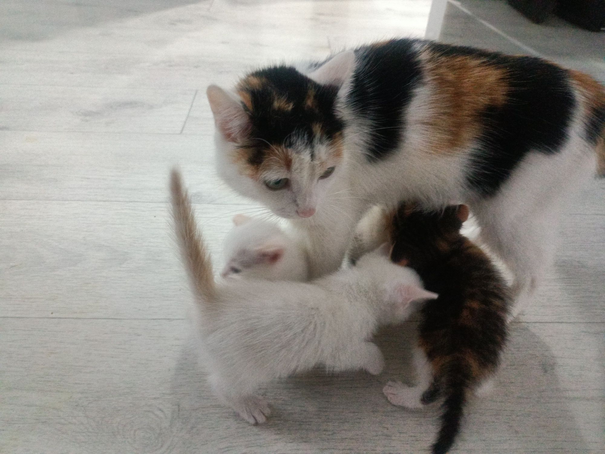 Кошки и котята отд беспл