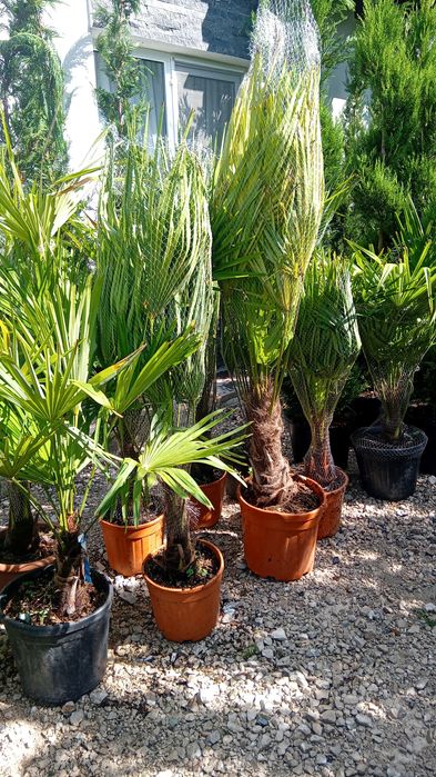 Plante ornamentale decorative