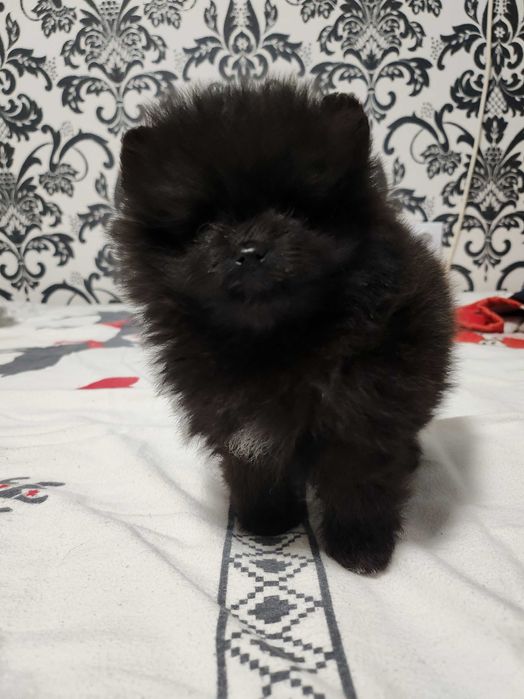 Черен померан момче