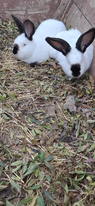 Vând iepuri uriași de Transilvania