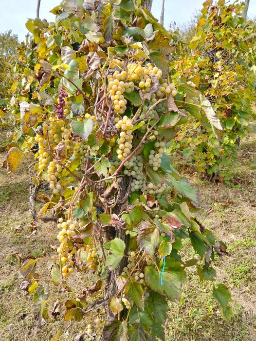 500kg struguri de Nova pentru vin !