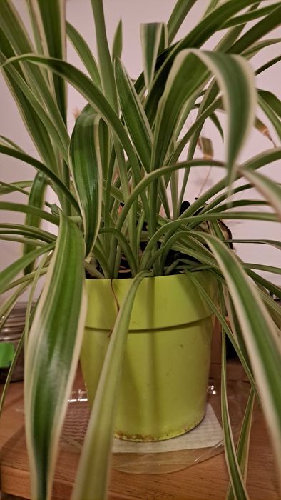 Donez planta interior