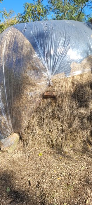 De vanzare fan amestecat cu trifoi