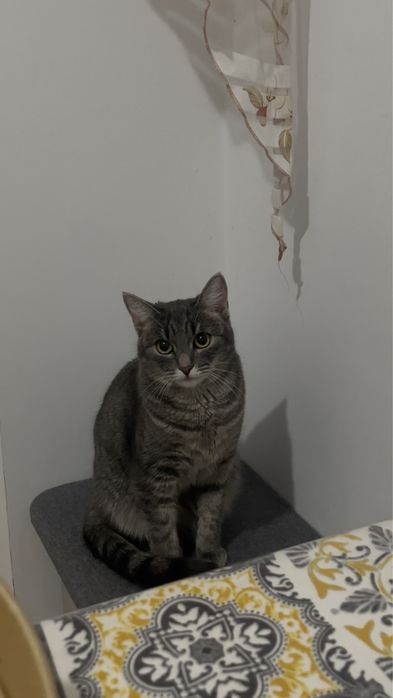 Домашний питомец отдам бесплатно