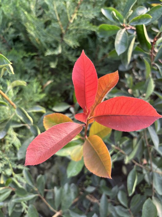 Photinia gard viu