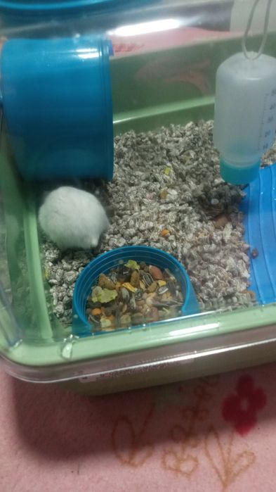 Hamster pitic de vanzare