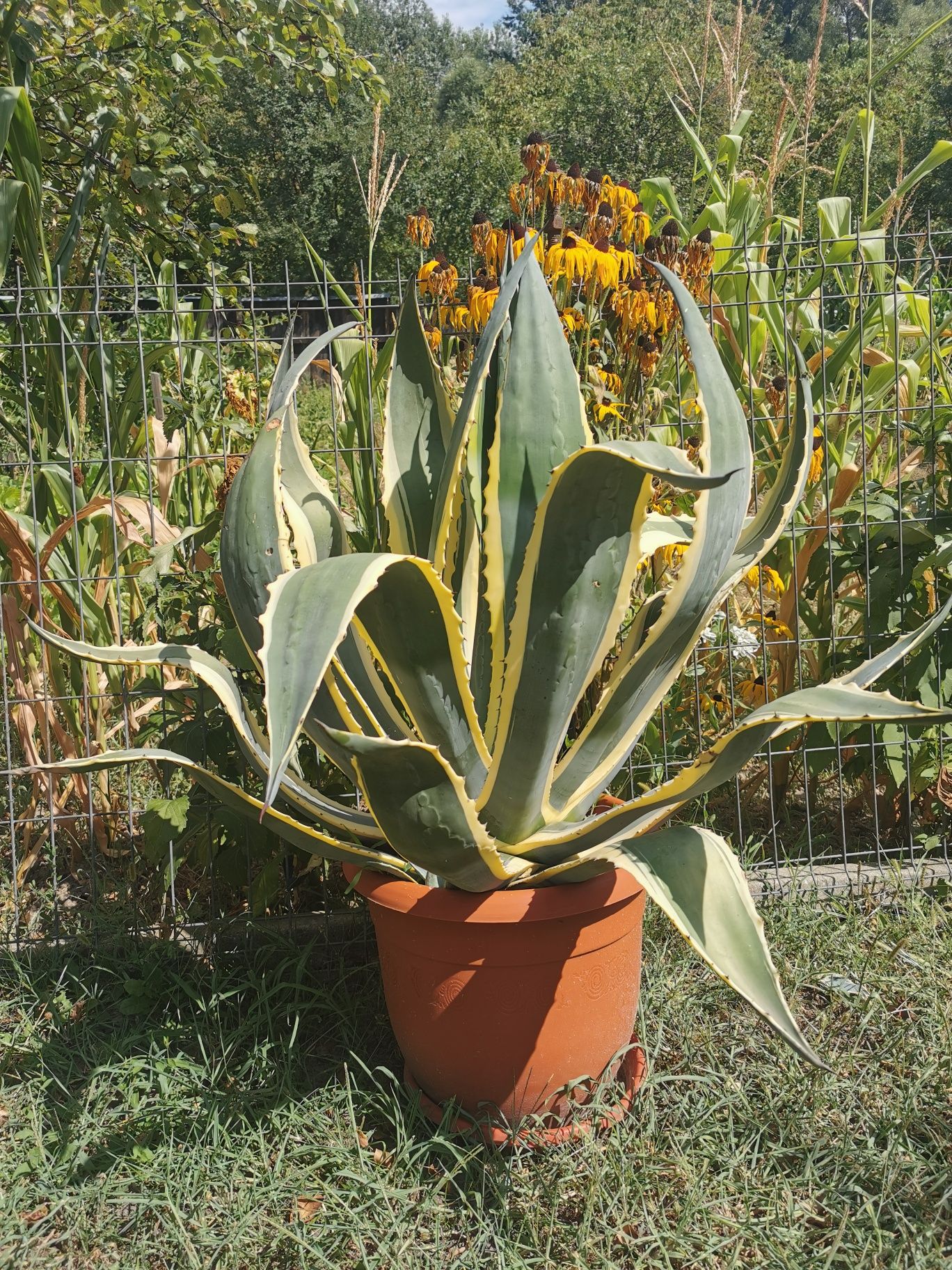 Planta Aloe. Soundboks 3. QSC RMX 2450.Beyma