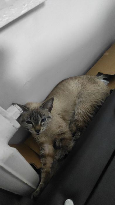 Кот.Отдам бесплатно