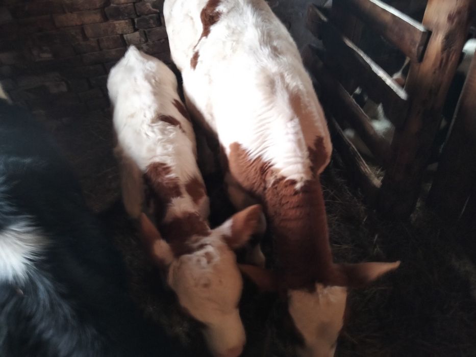 Продам три бычка сементал