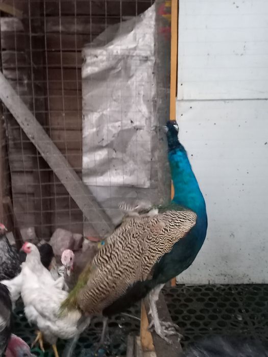 Продавам паун на 1.5 месеца