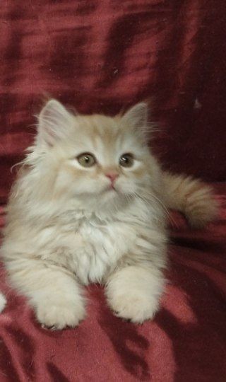 Мальчишка ищет дом!