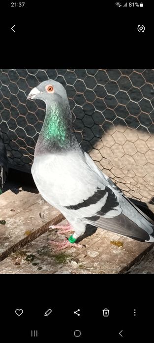 Vând porumbei sau schimb pe diverse păsări