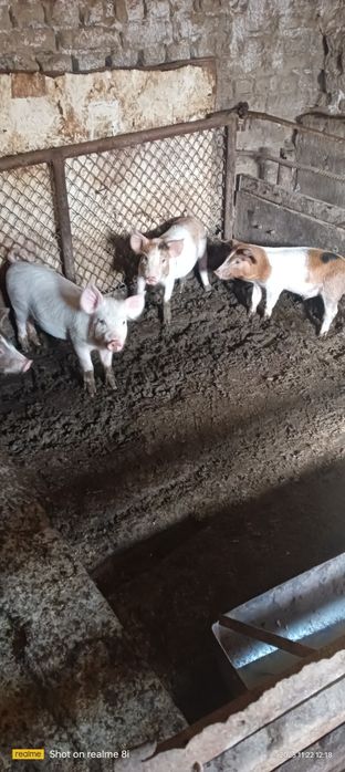 Малки прасенца отбити