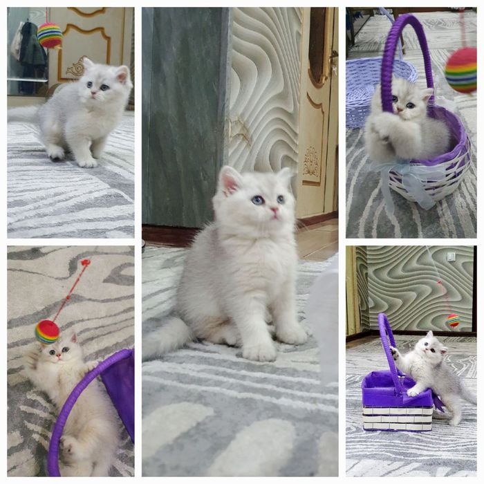 Элитные британские котята