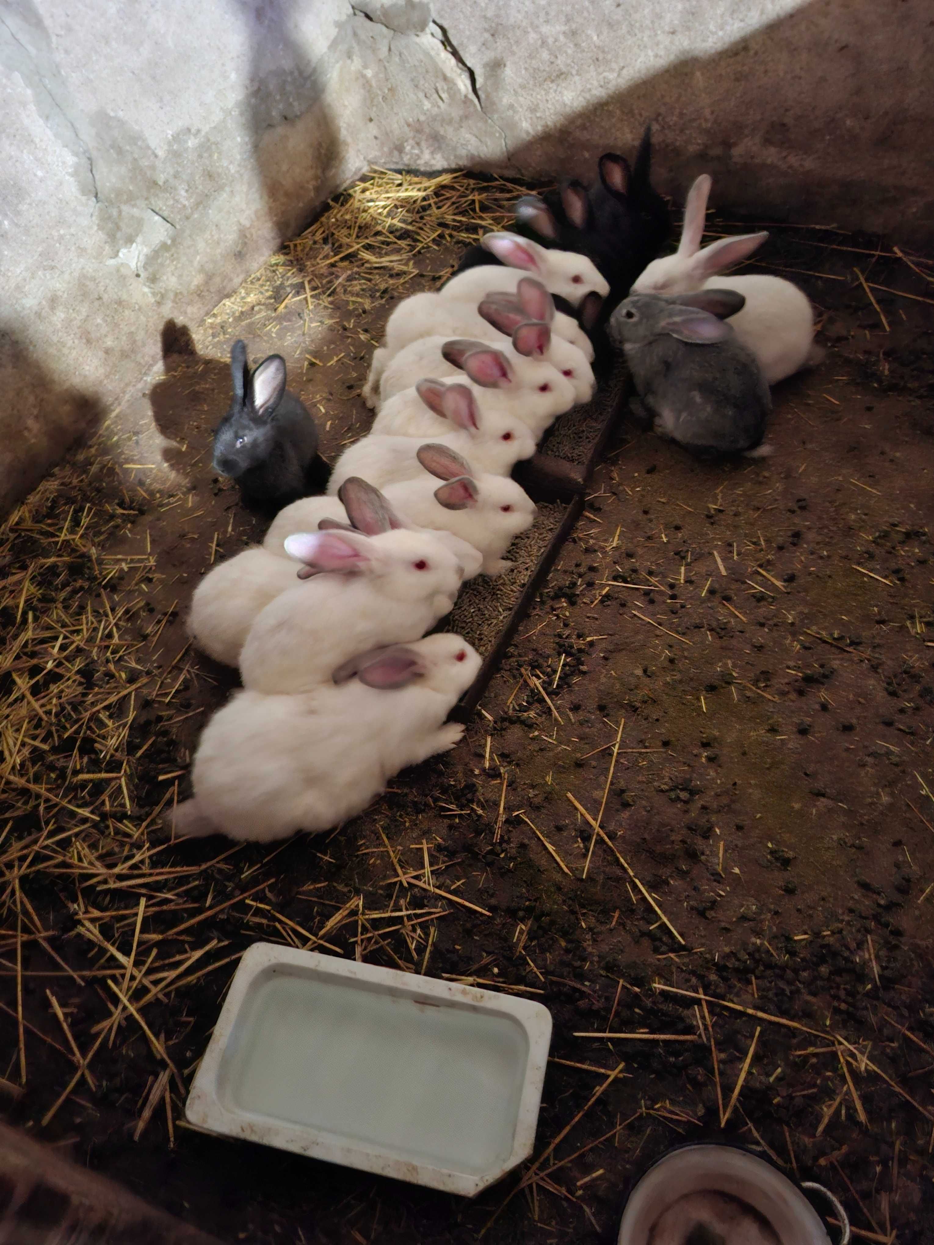 Продавам зайци мъжки и женски