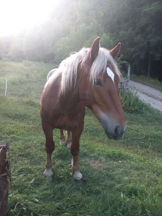 Vând sau schimb mânz