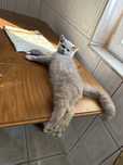 British shorthair lila