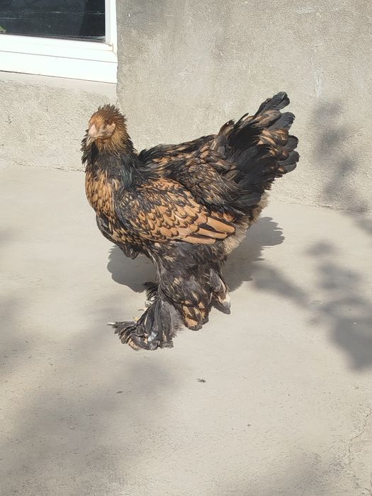 Brama Zolota joja tovuqlar sotiladi