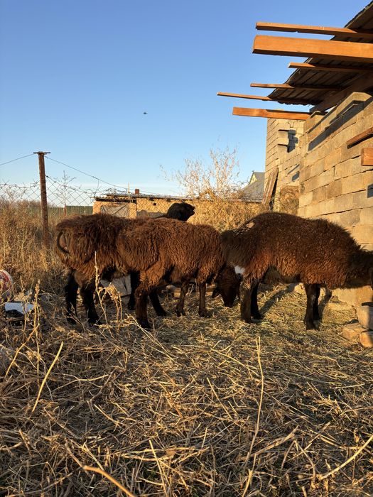 Қошқар қозылы қой