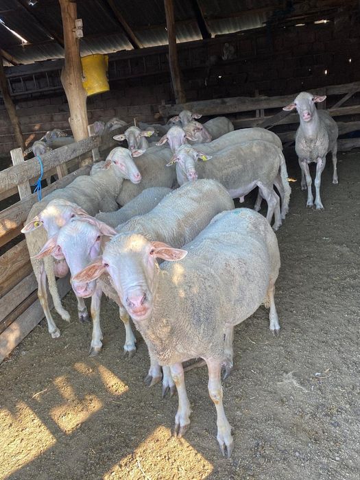 Vând berbeci lacaun