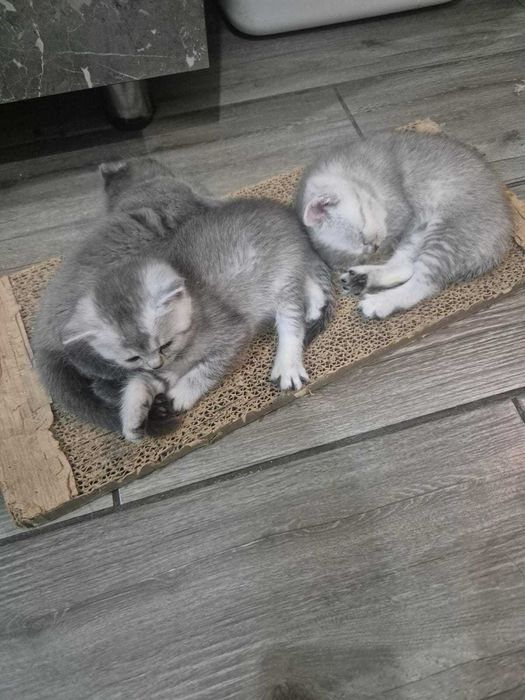 Шотландские котята