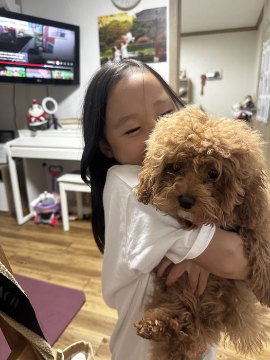 Собачка породы мальтпу