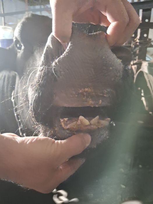 тоза зотли абердин ангус бука сотилади,емланган яхши караб