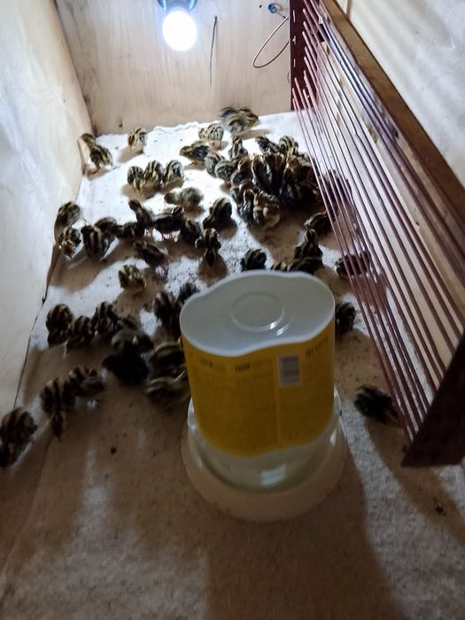 Продам перепелят с брудером