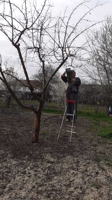 Toaletare Pomi  Primavara