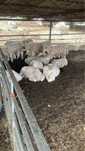 Taur de monta Charolais Bovine certificat bio genetic fara coarne