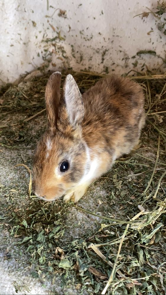 Iepurași Holland Lop și Rex pitic disponibili !