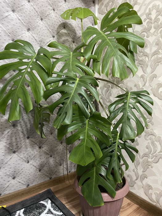 Продаётся цветы.