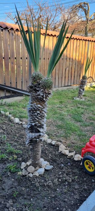 Палма Юка Глориоса