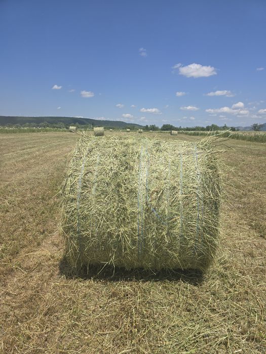 Vând baloți de fân
